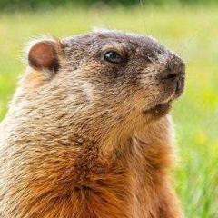 Mr_Groundhog